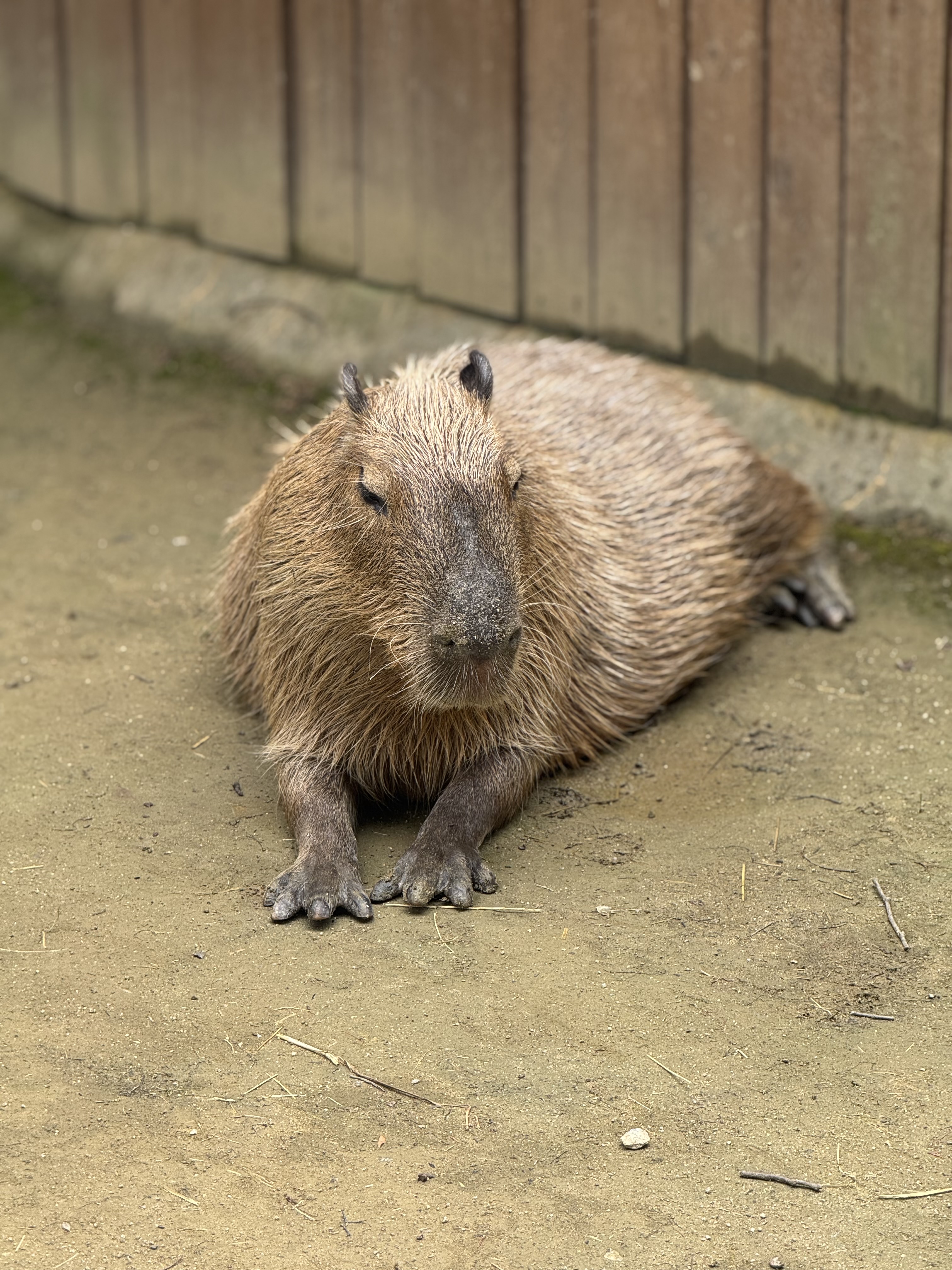 A capybara in Everland, South Korea
