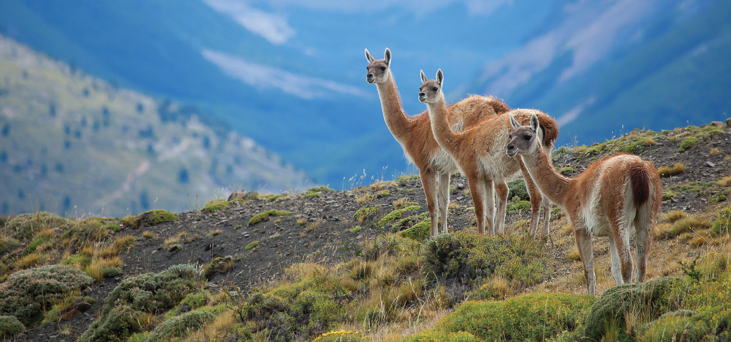 Three guanacos in Torres del Paine National Park in Chile